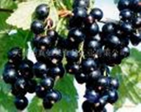 Black Currant Extract